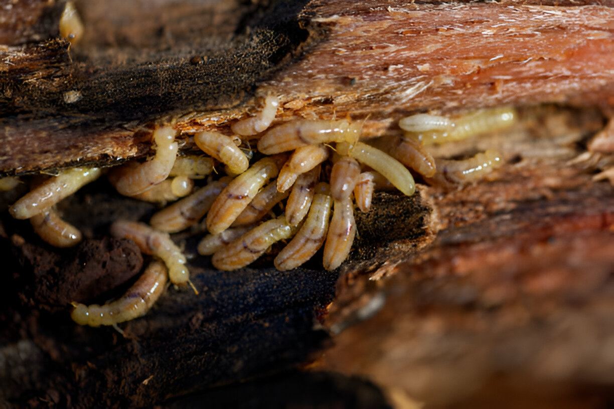 Anti-Termite Treatment